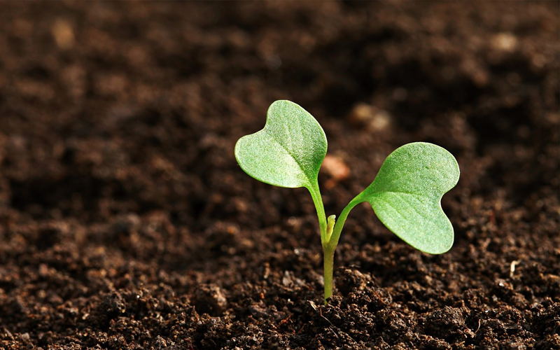 Coking-grade ammonium su