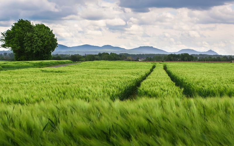 Dual Advantages of High Purity and Stable Characteristics of