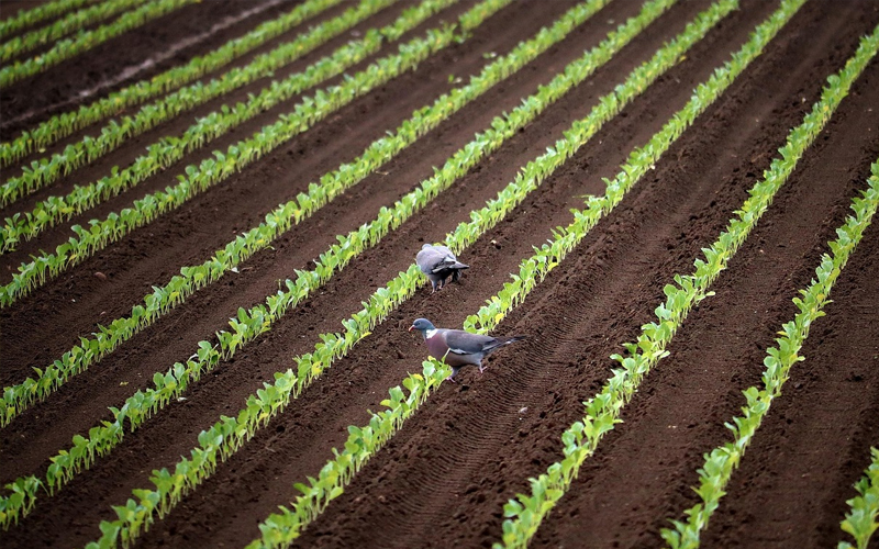 Core Application Scenarios: Precise Adaptation to Agricultur